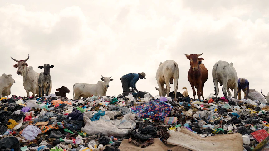 Curbing the Plastic Waste Menace in Nigeria: Lessons from Rwanda