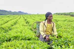 Côte d’Ivoire’s Quiet Agricultural Revolution
