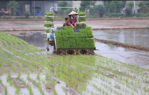 From Rice Paddies to an Industrial Economy: Lessons from China